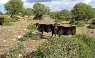 Finca Sa Cova actividades home (1)